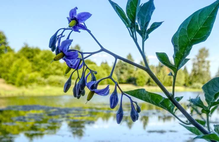 Una pianta di belladonna