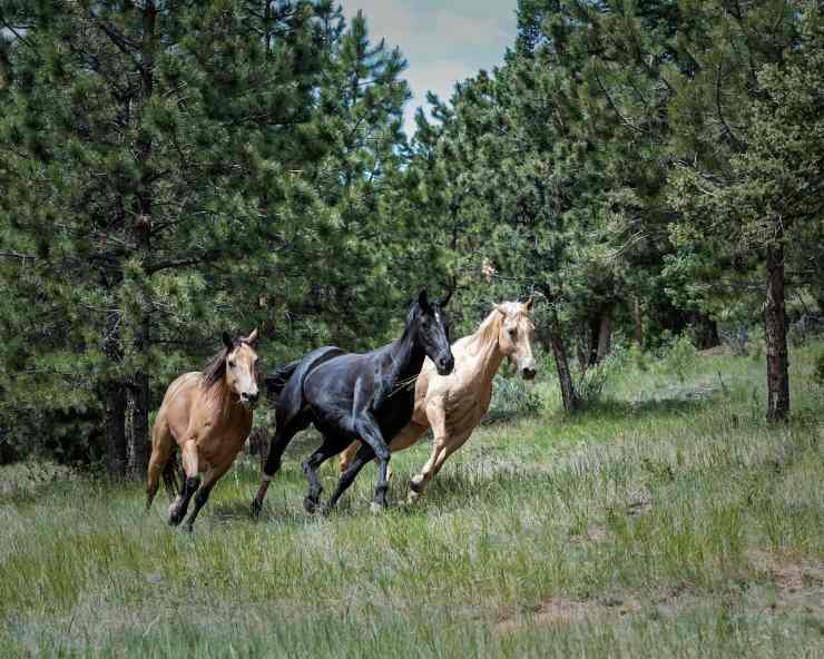 Tre esemplari di cavallo che corrono
