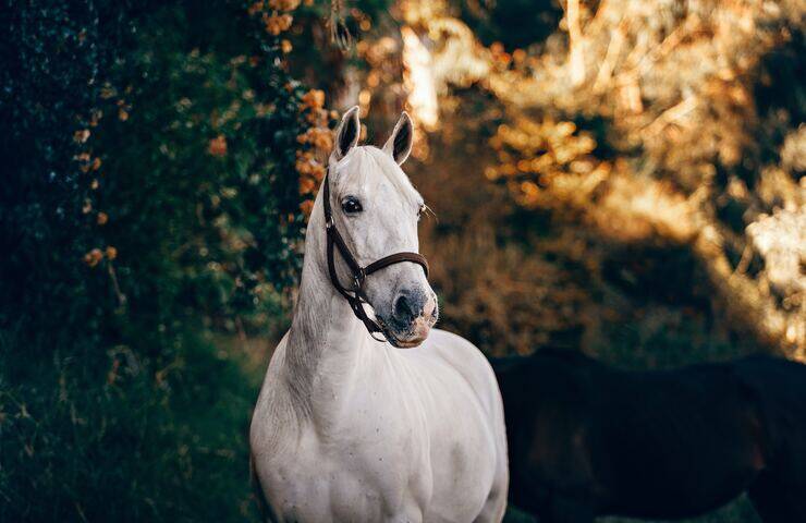 cavallo bianco