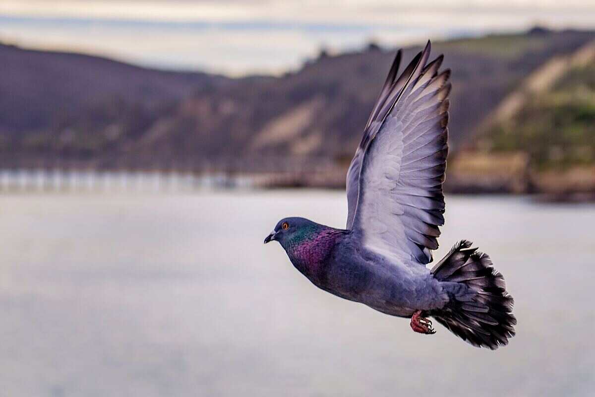 piccione in volo