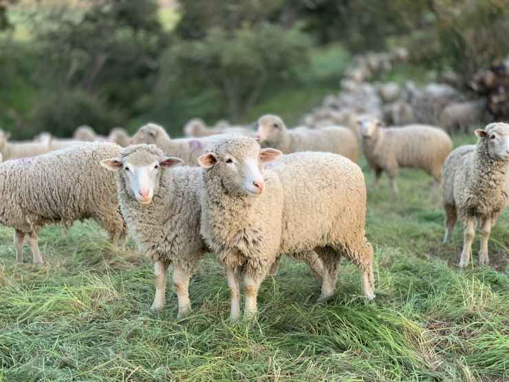 La pecora Dolly è stato il primo animale clonato nella Storia