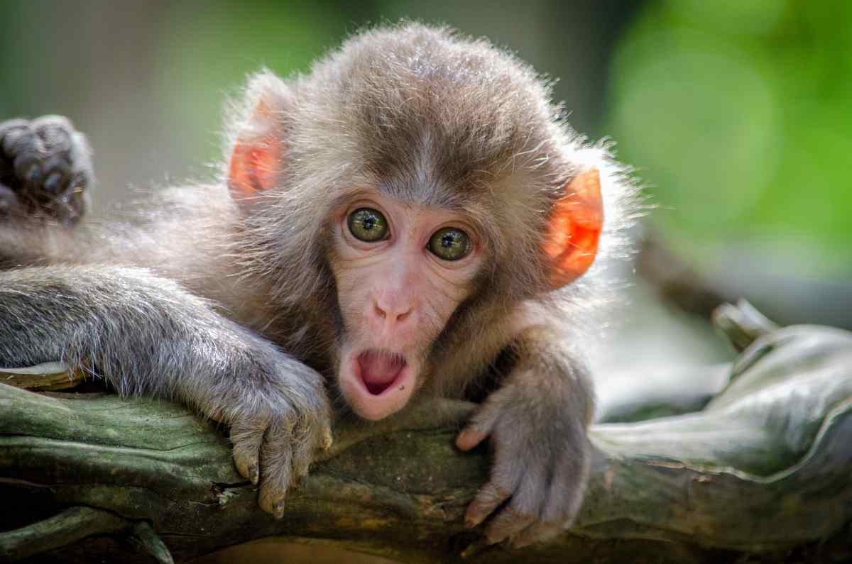 Per la prima volta il clone di una scimmia ha vissuto per oltre due anni
